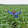 Corteva Agriscience building Resilience for South African Grain farmers